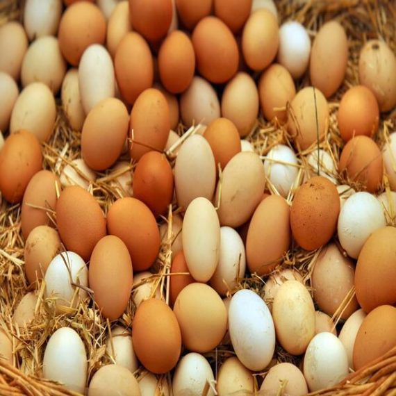 Poultry Eggs
