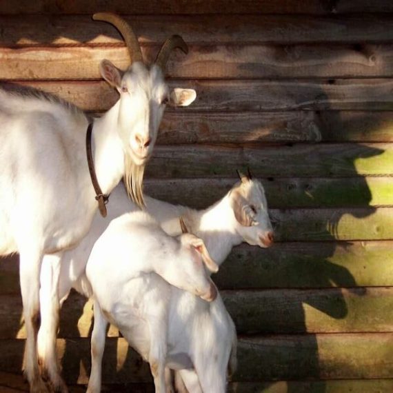Live Goat
