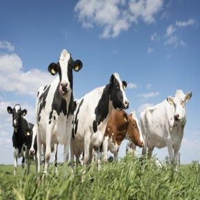Dairy Cow