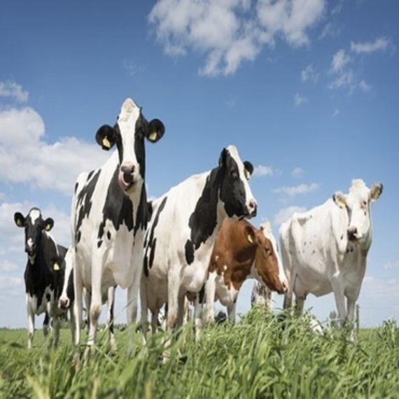 Dairy Cow